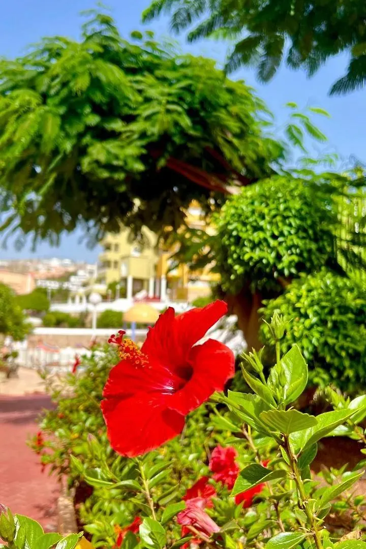 Ocean View Apartment In Orlando Costa Adeje  0*, Costa Adeje (Tenerife) Spain